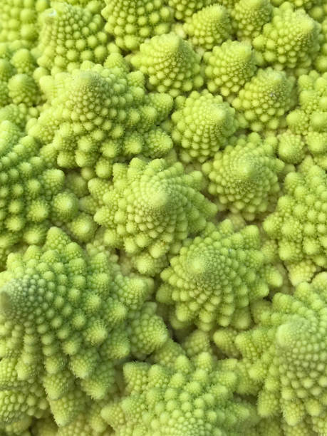istock close up of Romanesco broccoli 937399558