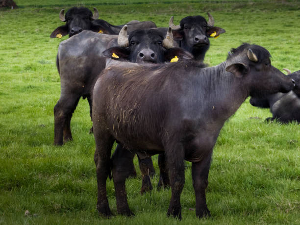 istock Domestic livestock animals breeding 937406556
