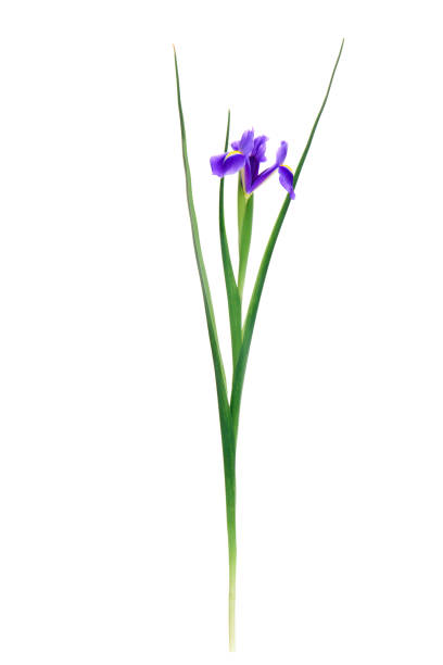 istock close-up view of beautiful blooming iris flower isolated on white 937406576