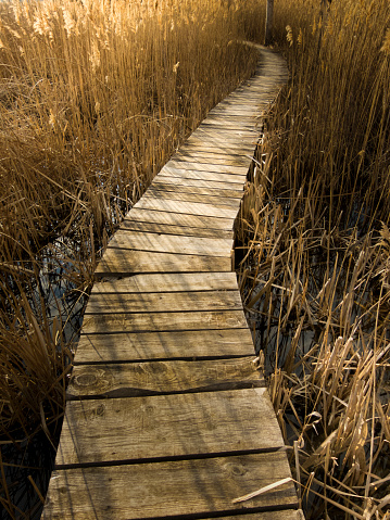 Wooden path through the swamp at sunset. The path was long but tiny and really one should pay attention and watch your step.