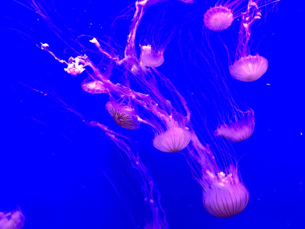 istock Jellyfish in Aquarium 937415668