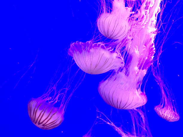 istock Jellyfish in Aquarium 937415698
