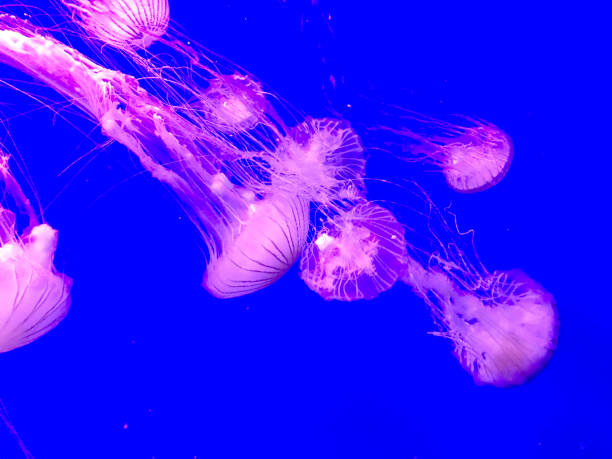 istock Jellyfish in Aquarium 937415702