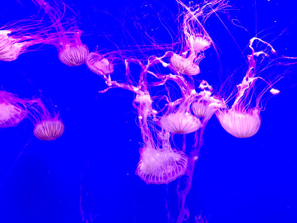 istock Jellyfish in Aquarium 937415718