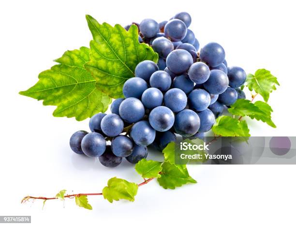 Blue Grapes With Green Leaf Healthy Eating Stock Photo - Download Image Now - Grape, White Background, Bunch