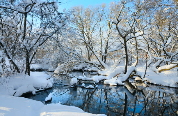 słoneczny zimowy krajobraz z pokrytymi śniegiem drzewami na brzegu rzeki. - winter stream river snowing zdjęcia i obrazy z banku zdjęć