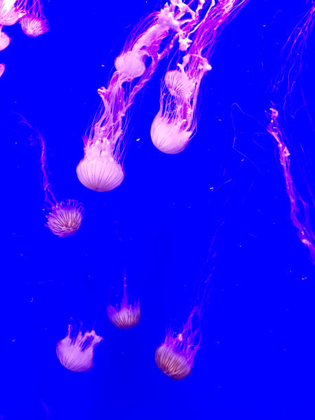 istock Jellyfish in Aquarium 937415896
