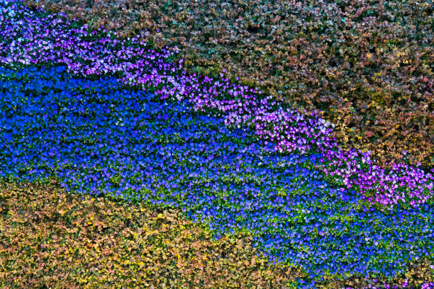 Violet plant flower (Viola sp.)