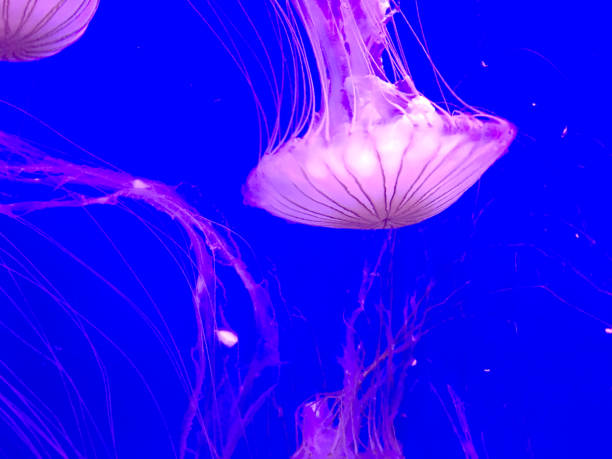 istock Jellyfish in Aquarium 937416178