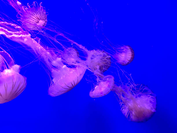 istock Jellyfish in Aquarium 937416196