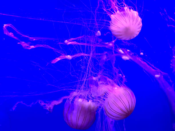 istock Jellyfish in Aquarium 937416208