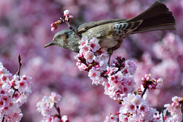istock Cherry Blossom and Brown-eared Bulbul 937420078