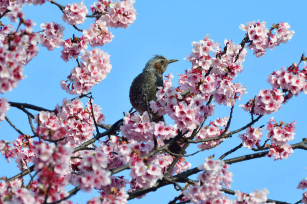 istock Cherry Blossom and Brown-eared Bulbul 937420340