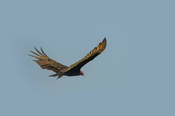istock Flying turkey vulture (Cathartes aura) on a blue sky background in Cuba. 937427998