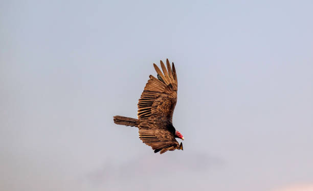 istock Flying turkey vulture (Cathartes aura) on a blue sky background in Cuba. 937428060