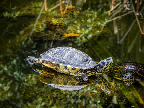 istock Group of turtles in a pond 937431824