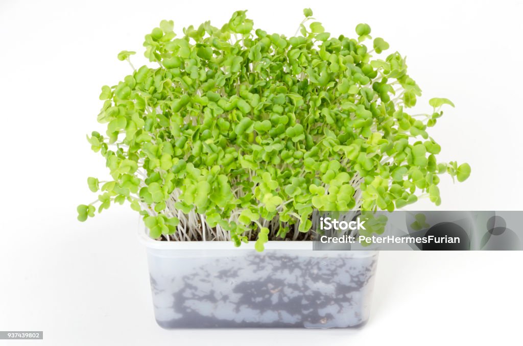 Mizuna microgreen in white plastic container Mizuna microgreen in white plastic container. Green shoots of Japanese mustard greens, kyona or spider mustard. Brassica juncea. Sprouts. Vegetable. Macro food photo, close up, front view, over white. Austria Stock Photo