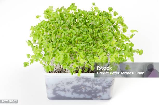 Mizuna Microgreen In White Plastic Container Stock Photo - Download Image Now - Austria, Brassica, Close-up