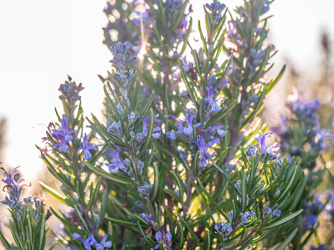 Flowering rosemary plant (rosmarinus officinalis) in Esporao, Portugal, at sunset