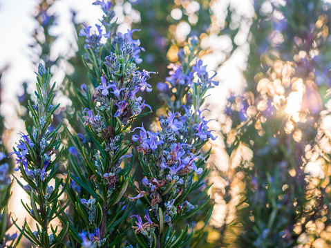 Flowering rosemary plant (rosmarinus officinalis) in Esporao, Portugal, at sunset