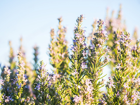 Flowering rosemary plant (rosmarinus officinalis) in Esporao, Portugal, at sunset