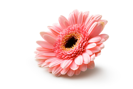 Flowers: Pink Gerbera Daisy Isolated on White Background