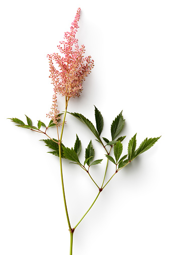 Flowers: Astilbe Isolated on White Background