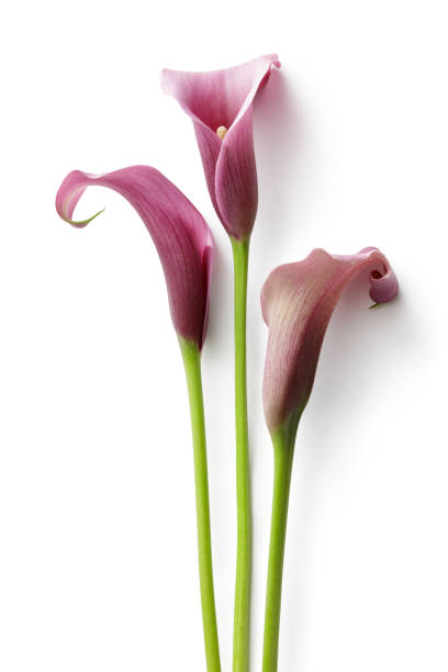flores: lírio de calla isolado no fundo branco - lily calla lily flower single flower - fotografias e filmes do acervo