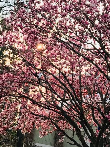 istock Pink tulip tree at dusk with sun spot 937443186