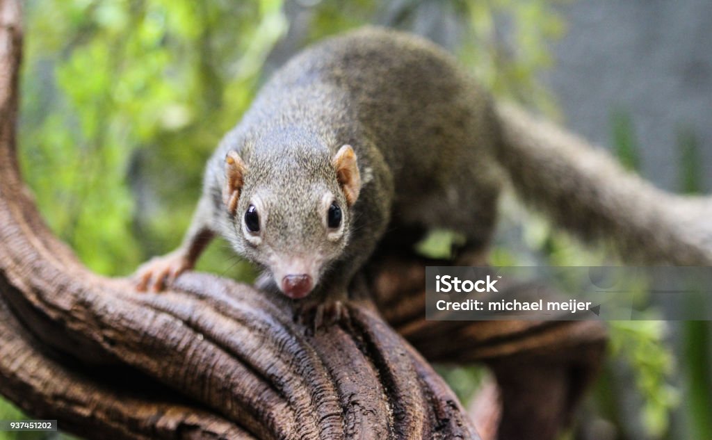 Tree Shrewa Northern Treeshrew Stock Photo - Download Image Now - Shrew, China ...