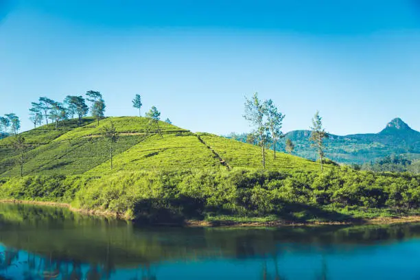 Photo of beautiful landscape of sri lanka. river, mountains and tea plantations