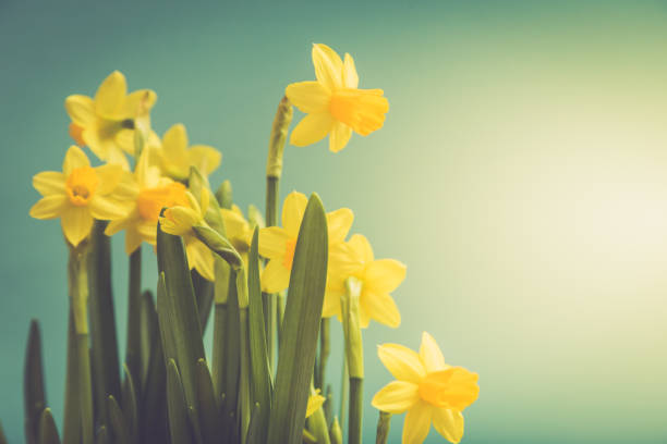 istock Amazing Yellow Daffodils flowers in basket.  image for spring background 937459248