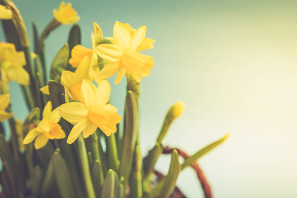 istock Amazing Yellow Daffodils flowers in basket.  image for spring background 937459322