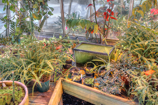 Many various plants growing in different sections of a greenhouse