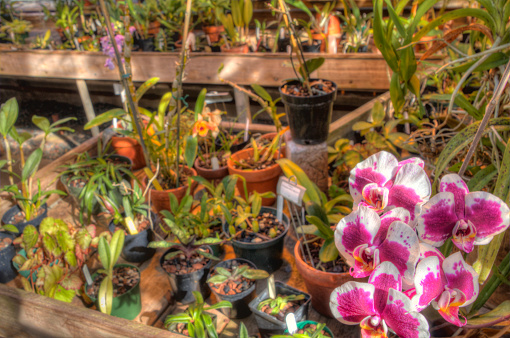 Many various plants growing in different sections of a greenhouse