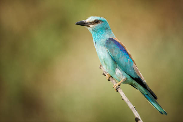 istock European roller sitting on a branch on a beautiful background 937466666