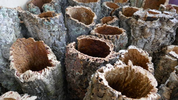 cork, cork stücke, rinde der korkeiche, ein rohes naturel-material. nahaufnahme der geschälte rinde der korkeichen. portugal - bark textured close up tree stock-fotos und bilder