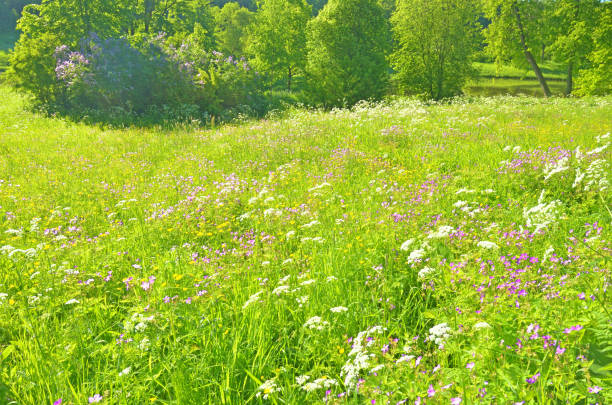 istock Sunny landscape in the forest. 937472718
