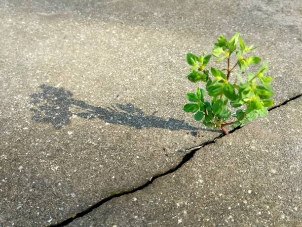 istock High Angle View Of Plant On Road 937473396