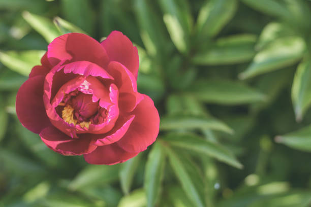 istock Showy peony flower. Sunny day. 937476804