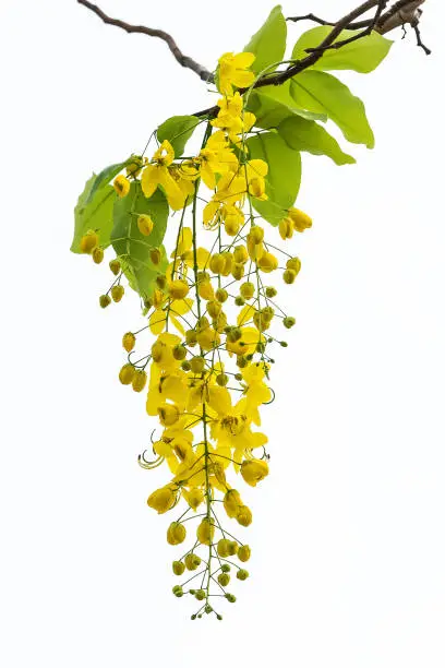 Cassia fistula flower isolated on white background.