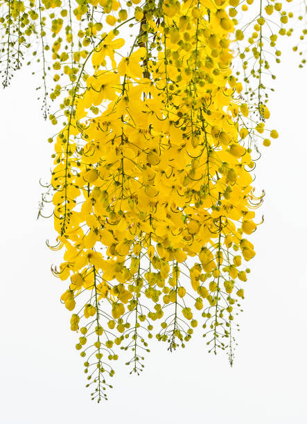 Cassia fistula flower isolated on white background.