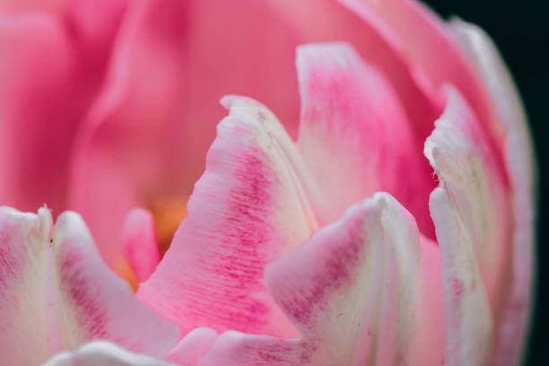 istock Close-up of pink with white double petalled tulip - selective focus 937477986