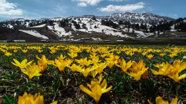 istock mountains in spring season and yellow crocus flowers 937487124