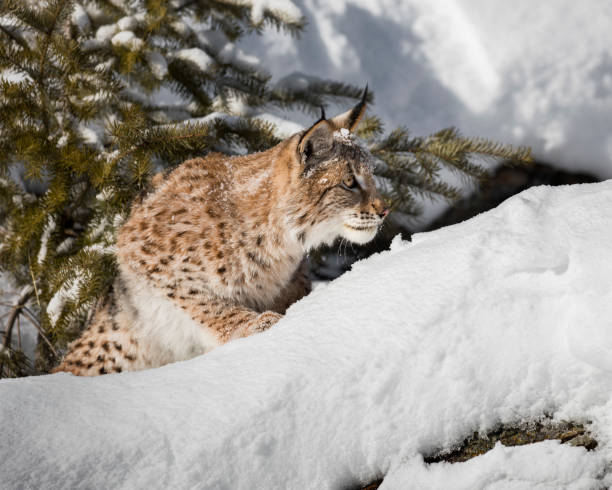 istock Siberian Lynx Kitten in the snow 937492062