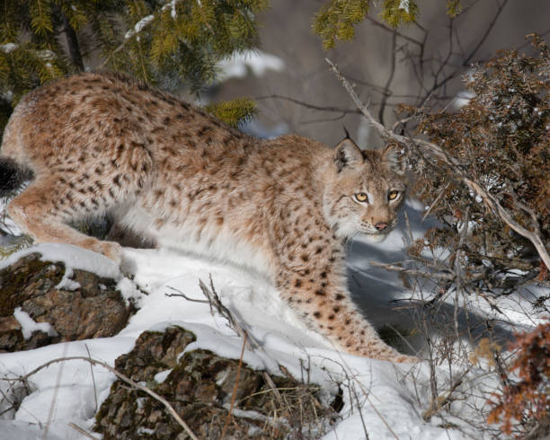 istock Siberian Lynx Kitten in the snow 937492248