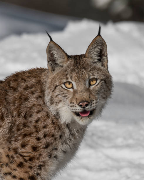 istock Siberian Lynx Kitten in the snow 937494300