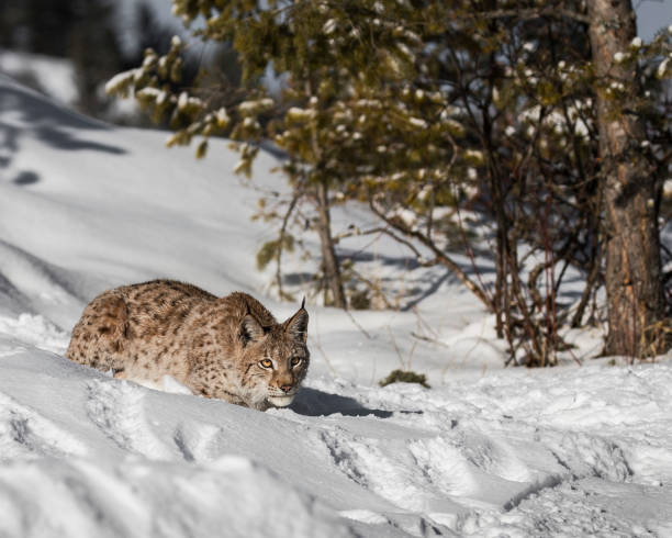 istock Siberian Lynx Kitten in the snow 937494324