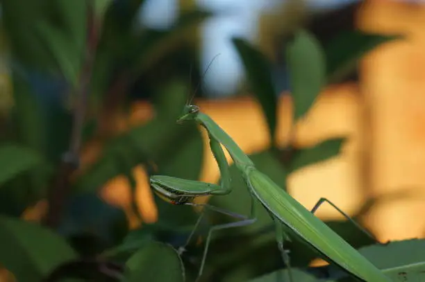 Praying Mantis in Toscane, Italy