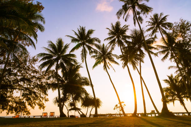 istock Silhouette Palm Trees On Beach Against Sky 937495244